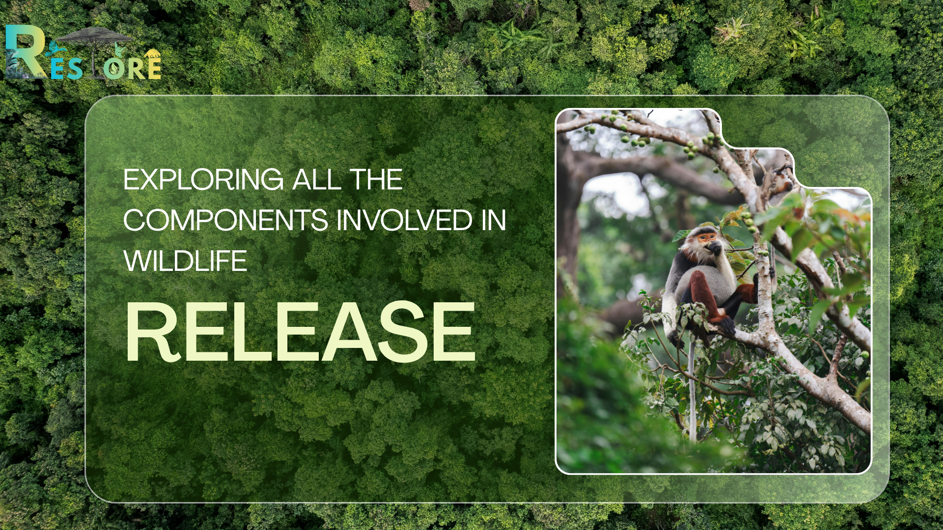 Release