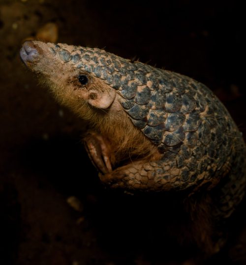 Chinese Pangolin