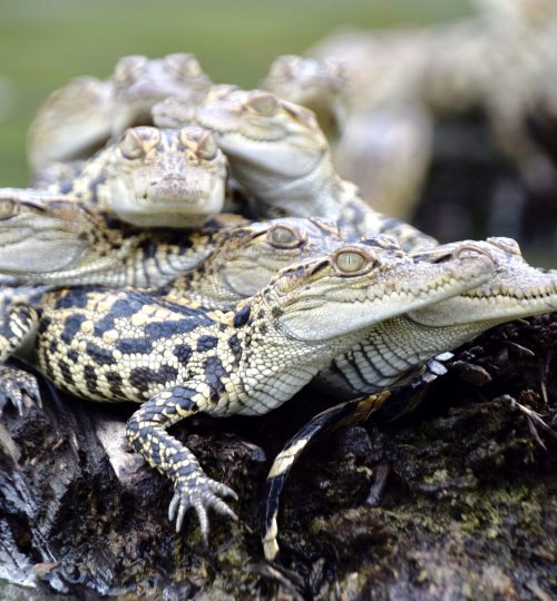Siamese baby crocs